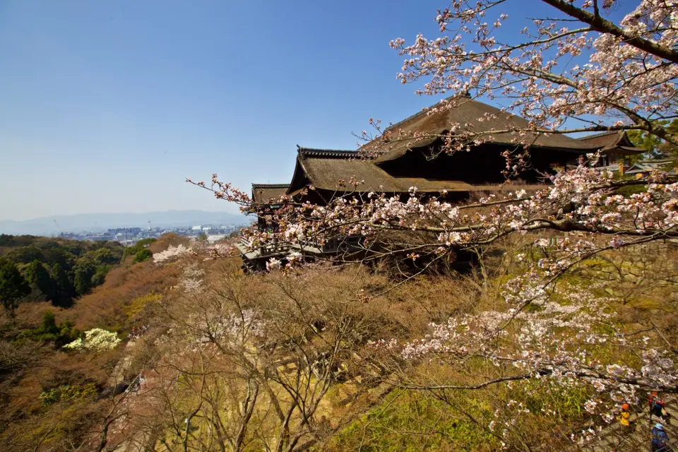 Japonya’da sakura zamanı: Kyoto’da kiraz çiçekleri altında bir bahar hayali